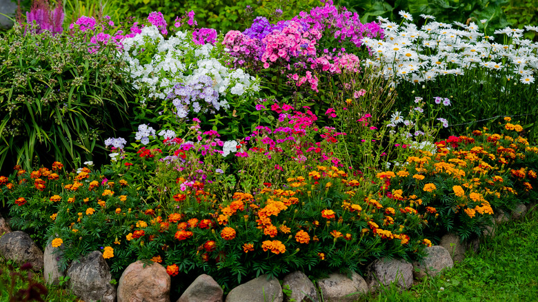 perennial garden flowers