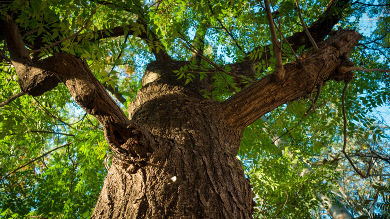 view under large neem tree