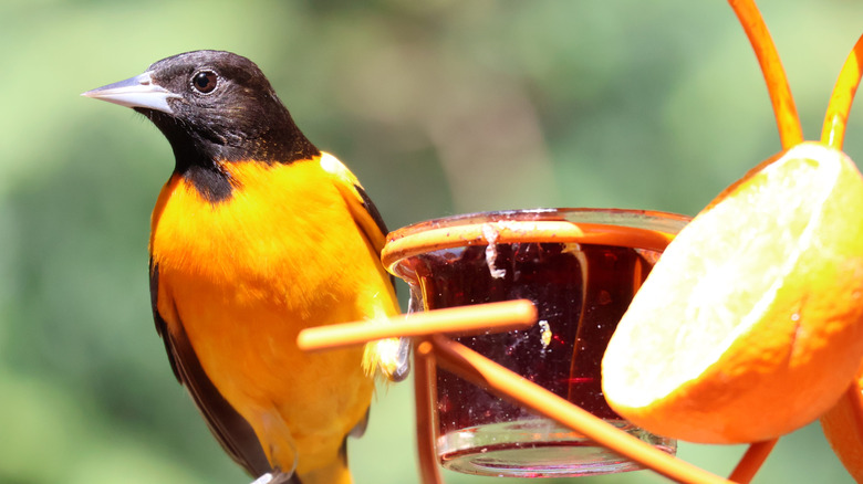Baltimore Oriole at a bird feeder