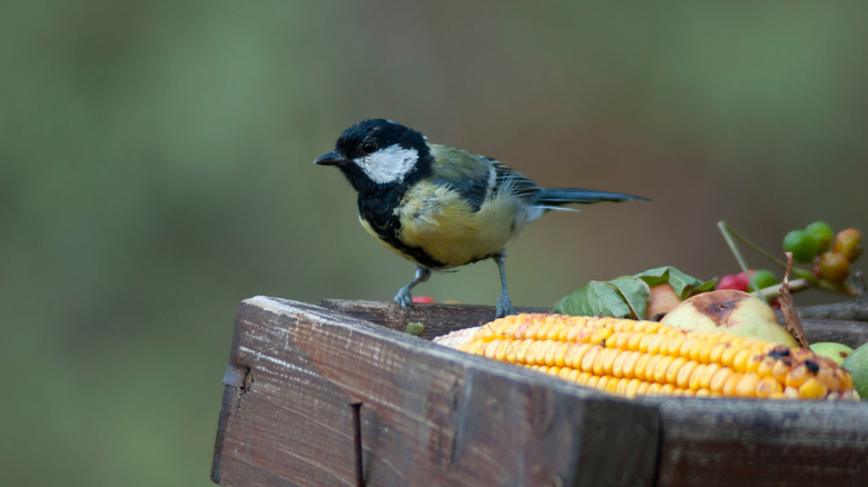 bird eating from platform feeder