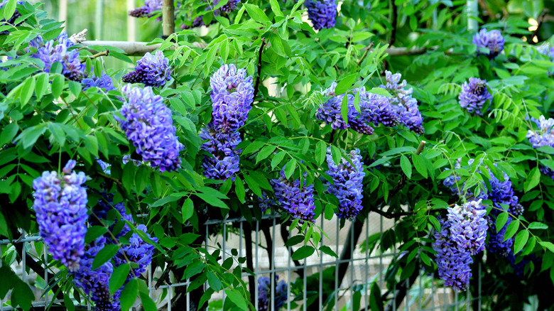 American wisteria's blue flowers blooming over a fence