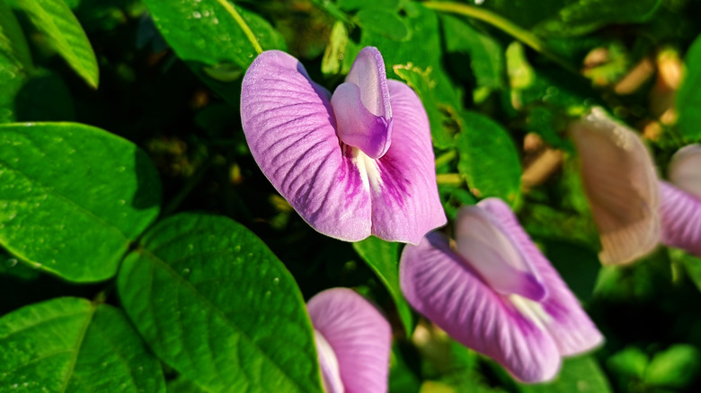 Purple flowers of butterfly pea vine