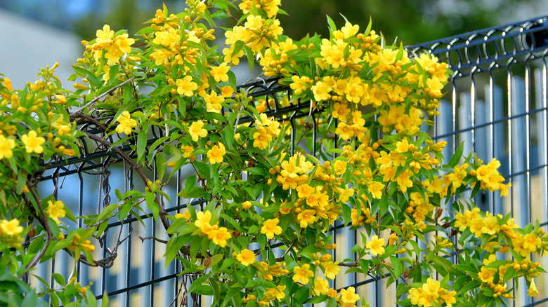 Yellow flowers of Carolina jessamine climbing over a fence