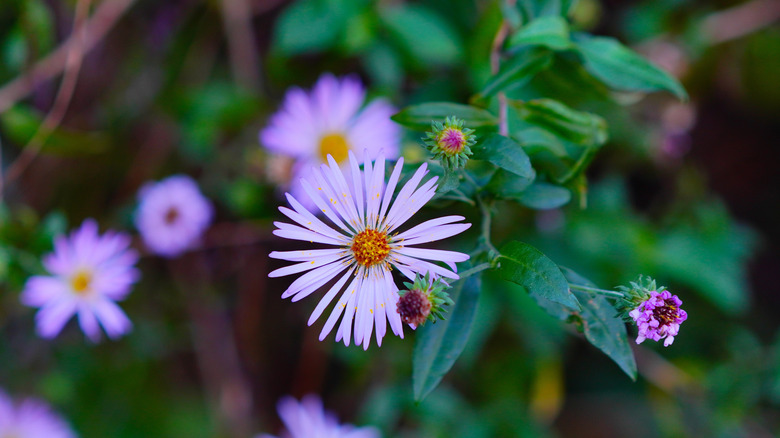 Tiny purple flowers of climbing aster