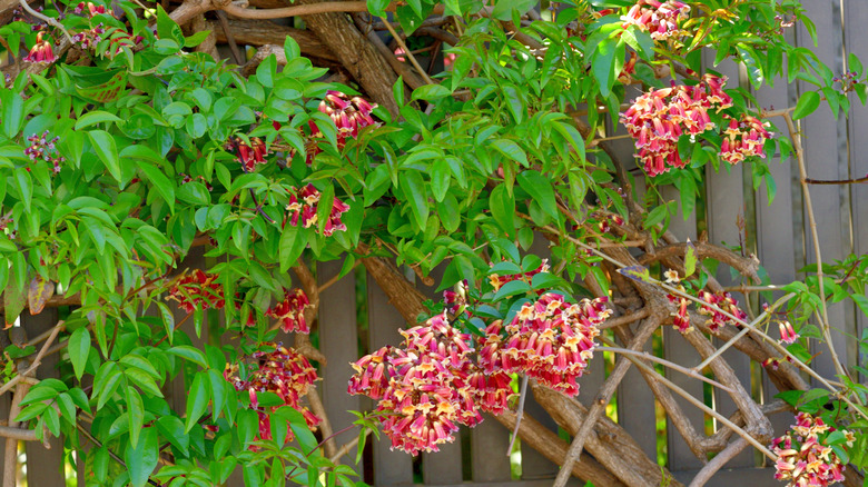 Orange-red flowers of crossvine climbing a fence