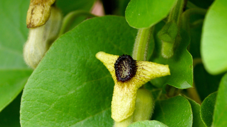Dutchman's pipe vine growing in garden
