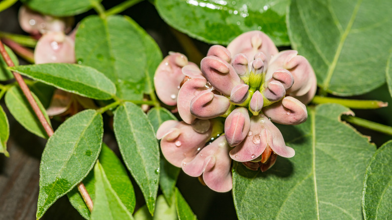 Groundnut's fluffy flowers in bloom