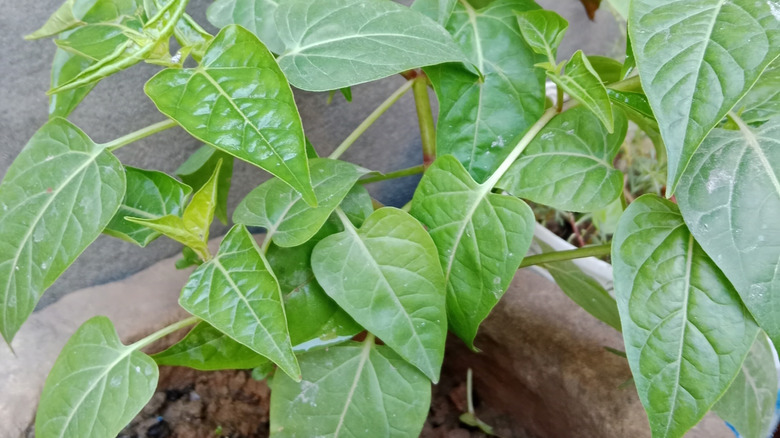 Honeyvine milkweed's green leaves