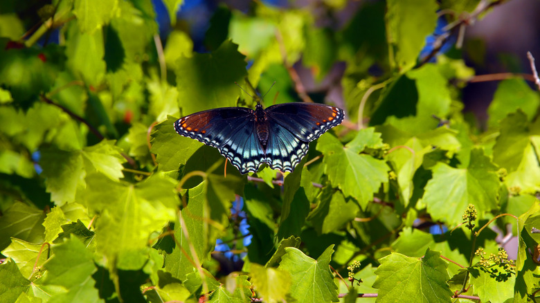 Beautiful butterfly resting on a vine's green leaves