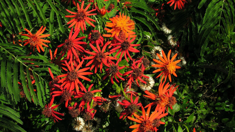 Orange red flowers of Mexican flame vine in sunlight