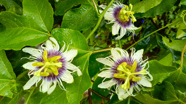 Passionflower's white blooms with purple centers blooming