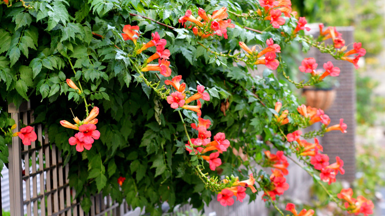 Trumpet creeper's flowers in bloom