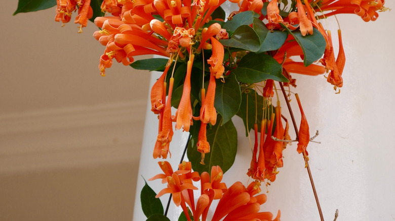 Orange flowers of trumpet honeysuckle draped around a white column