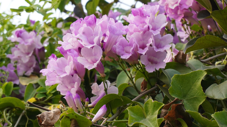 Trumpet-shaped lavender flowers of violet trumpet vine