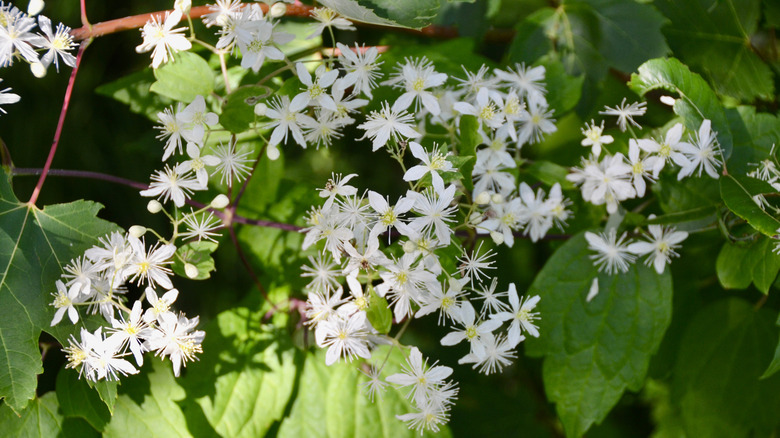 Virgin's bower white flowers in bloom