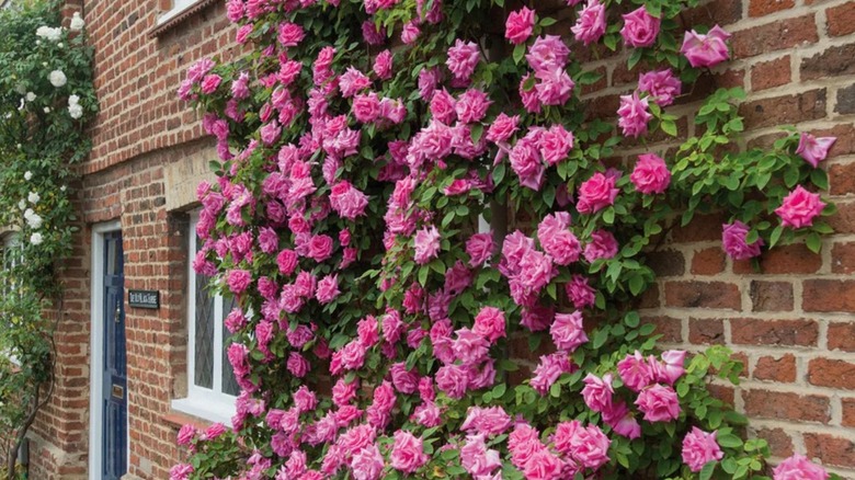 Pink flowers of Zéphirine Drouhin rose climbing a house's exterior