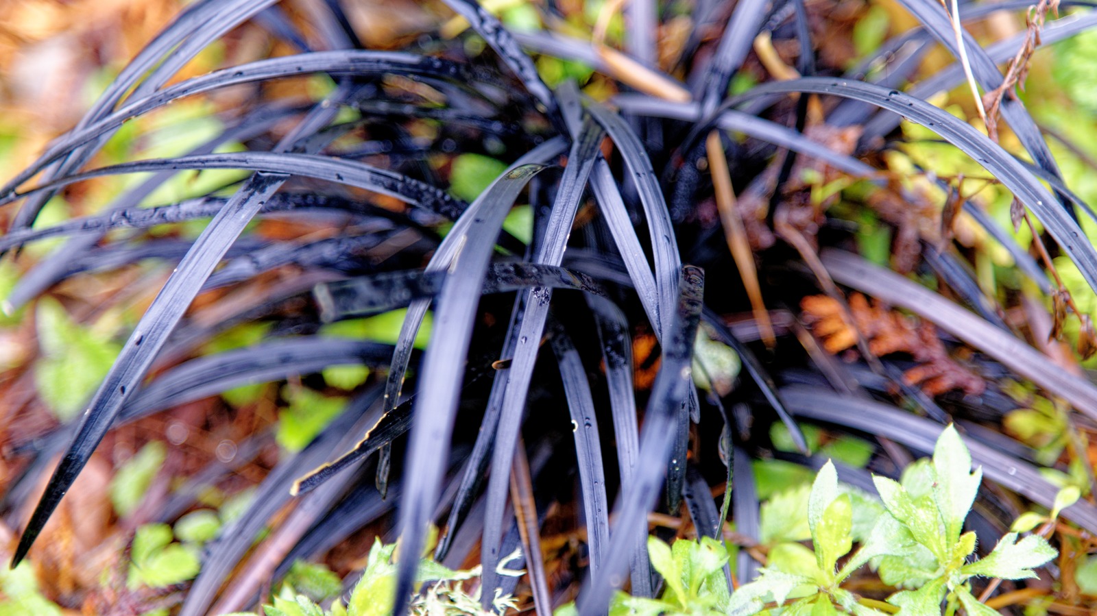 These Colorful Companion Plants Look Perfect Next To Black Mondo Grass