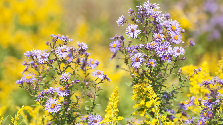 goldenrod and aster in bloom together