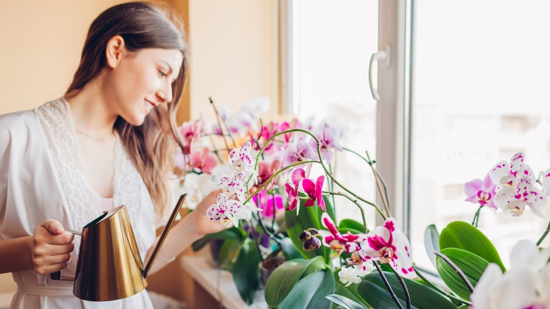 woman caring for orchids