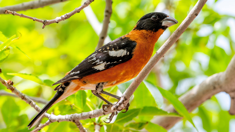 A black-headed grosbeak perching in a tree