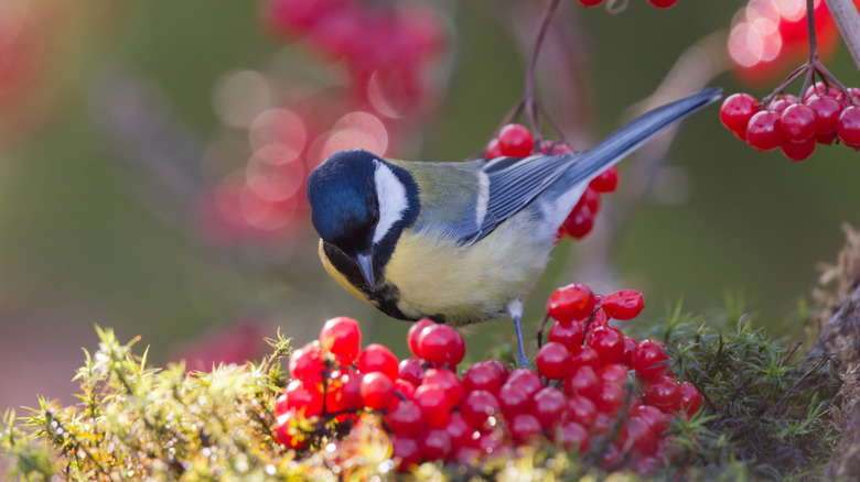 Titmouse feeds on viburnum berries