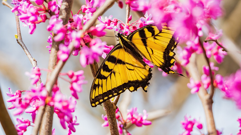 Swallowtail butterfly forages on redbud flowers
