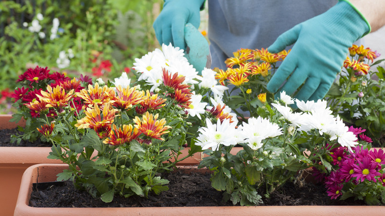 Chrysanthemums planted in pots