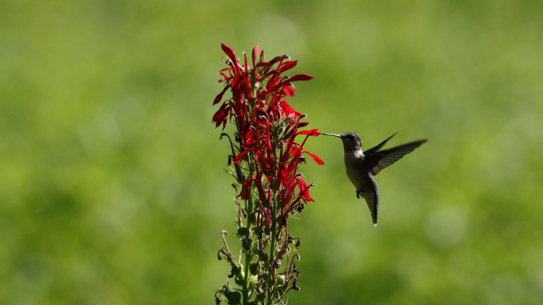 A hummingbird collecting nectar from a red cardinal flower