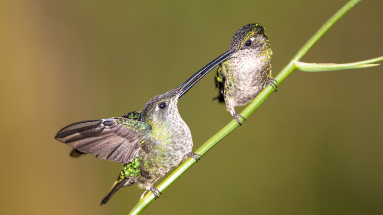 Hummingbirds on a stem, crossing their beaks