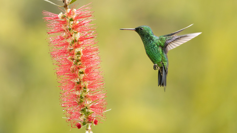 Hummingbird hovering near a red bottlebrush flower