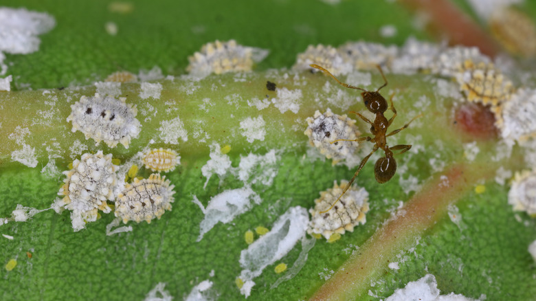Mealybugs on a leaf