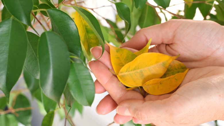 A person holding yellowed leaves from a Ficus plant