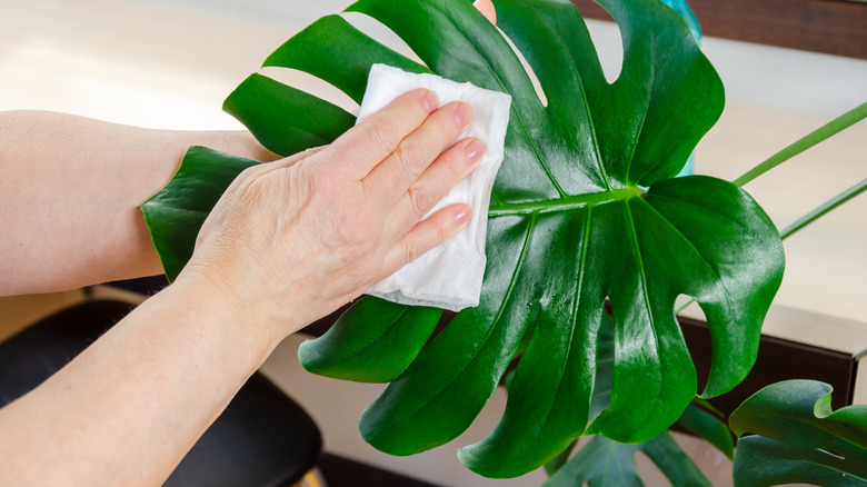 a woman wiping a hpuseplant with a cloth