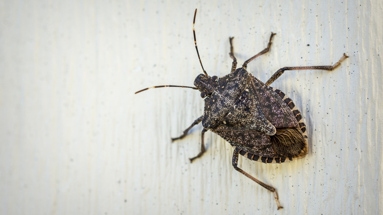 Stink bug on wall