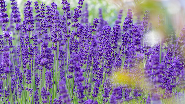 Close-up photo of a Lavandula angustifolia plant