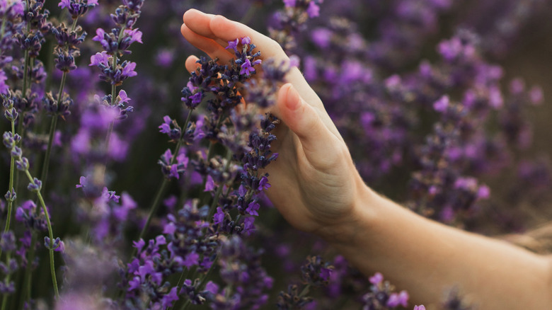 A person touching an outdoor lavender plant