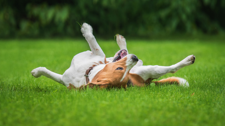 Beagle rolling in the grass