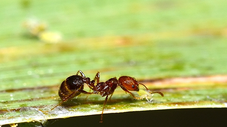 an Argentine ant feeding on aphid honeydew on a plant leaf