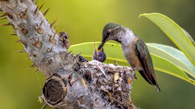 Hummingbird mom feeding babies in nest