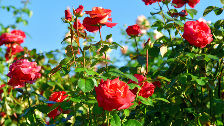 Thorny rose bush with red flowers
