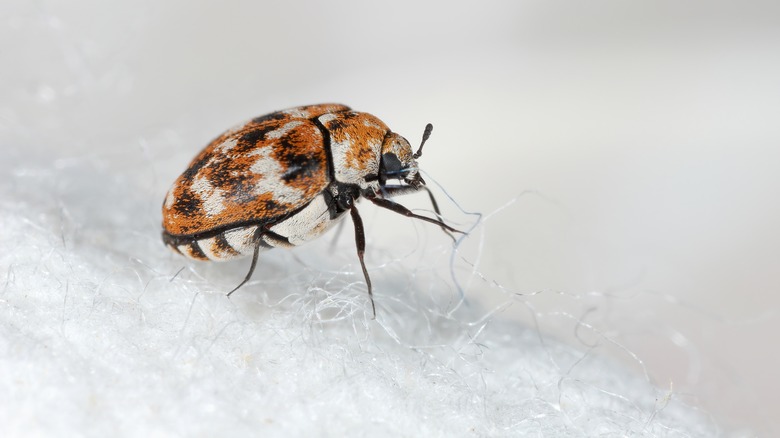 carpet beetle on fabric