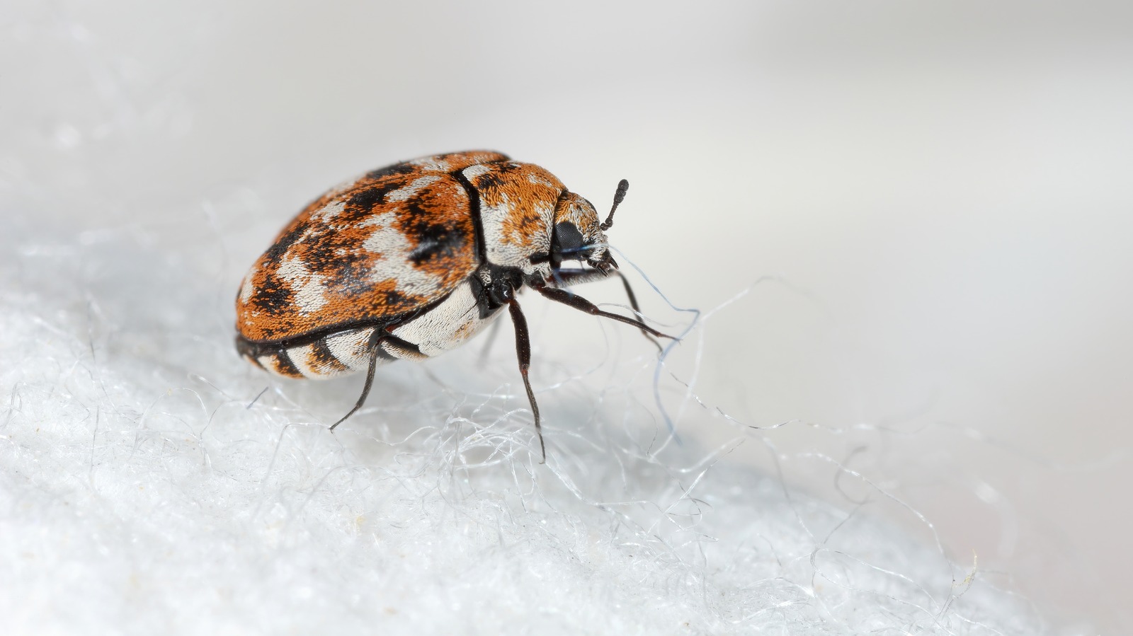 Carpet Beetles Are No Innocent Pest