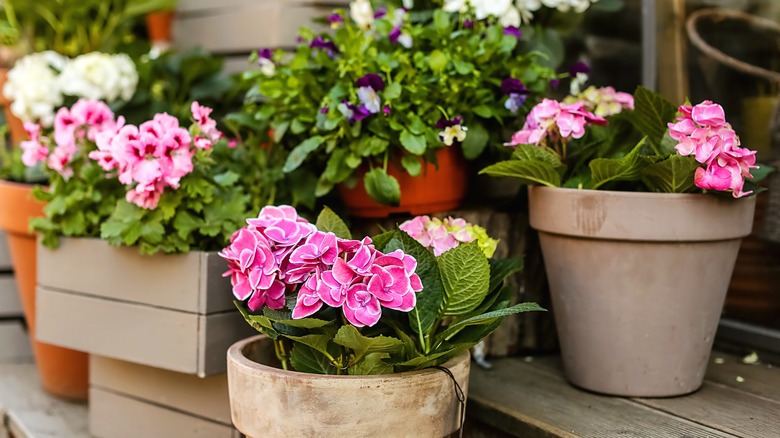 Small hydrangeas in containers
