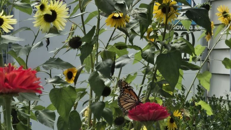 Sunflowers and zinnias growing together.