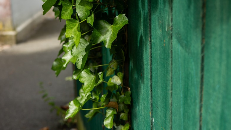Ivy grows on a green painted fence