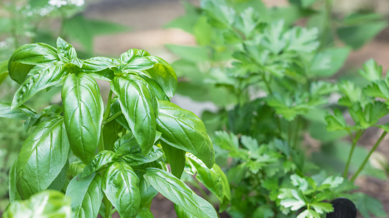 parsley and basil growing in garden
