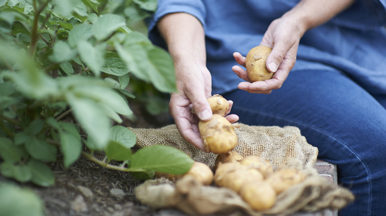 person harvesting potatoes from garden