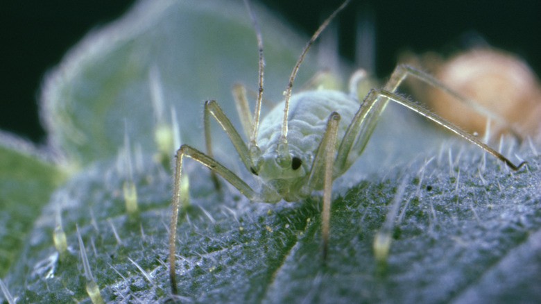 Aphid on plant leaf
