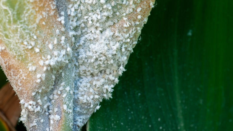 Whitefly swarm on plant leaf