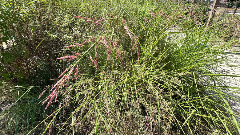 Big Bluestem Grass